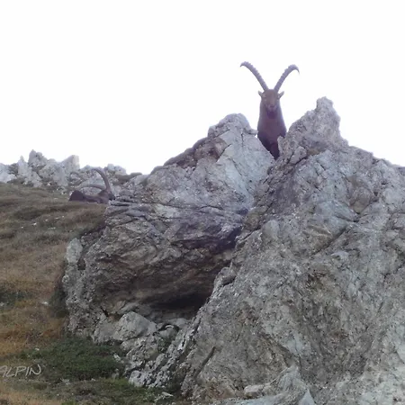 Sunalpin - Schoppernau